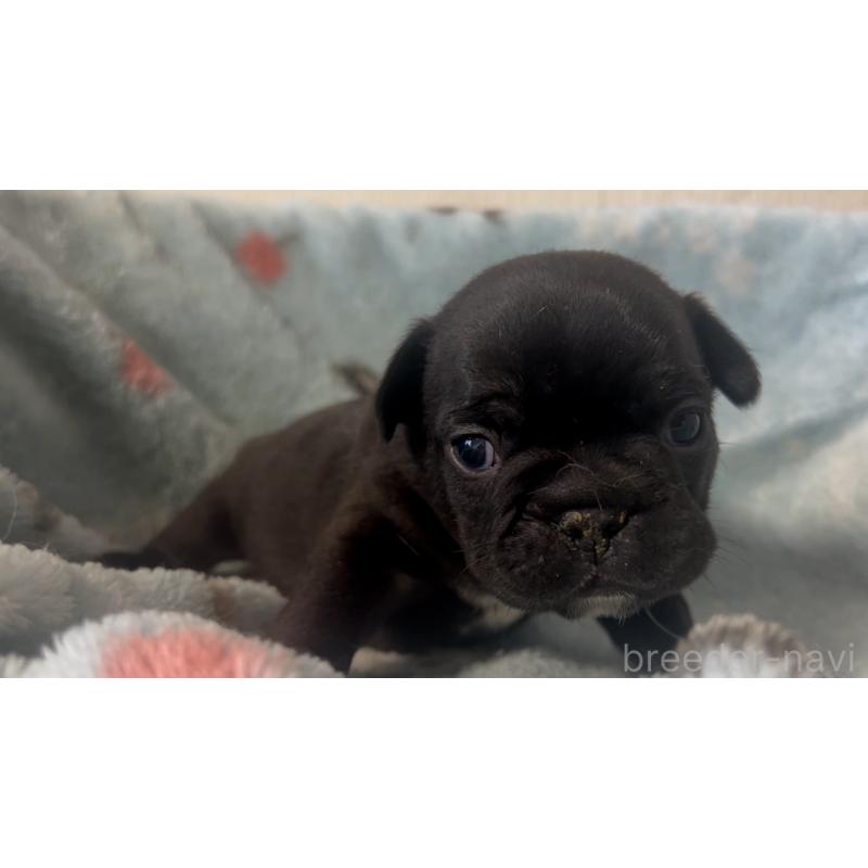 販売中の岡山県のフレンチブルドッグ-434756の13枚目
