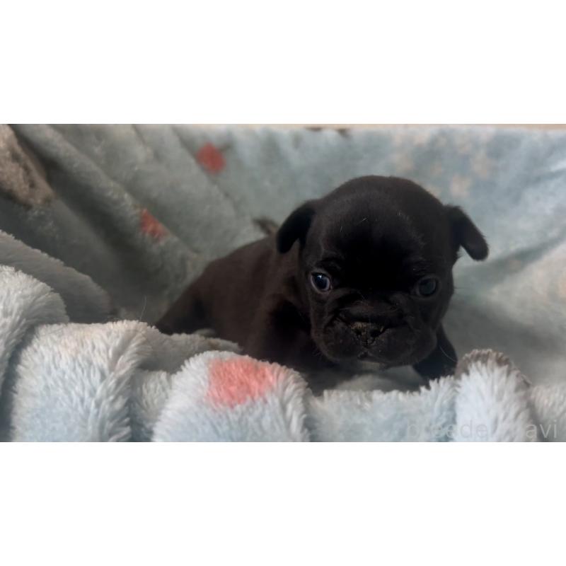 販売中の岡山県のフレンチブルドッグ-434756の12枚目