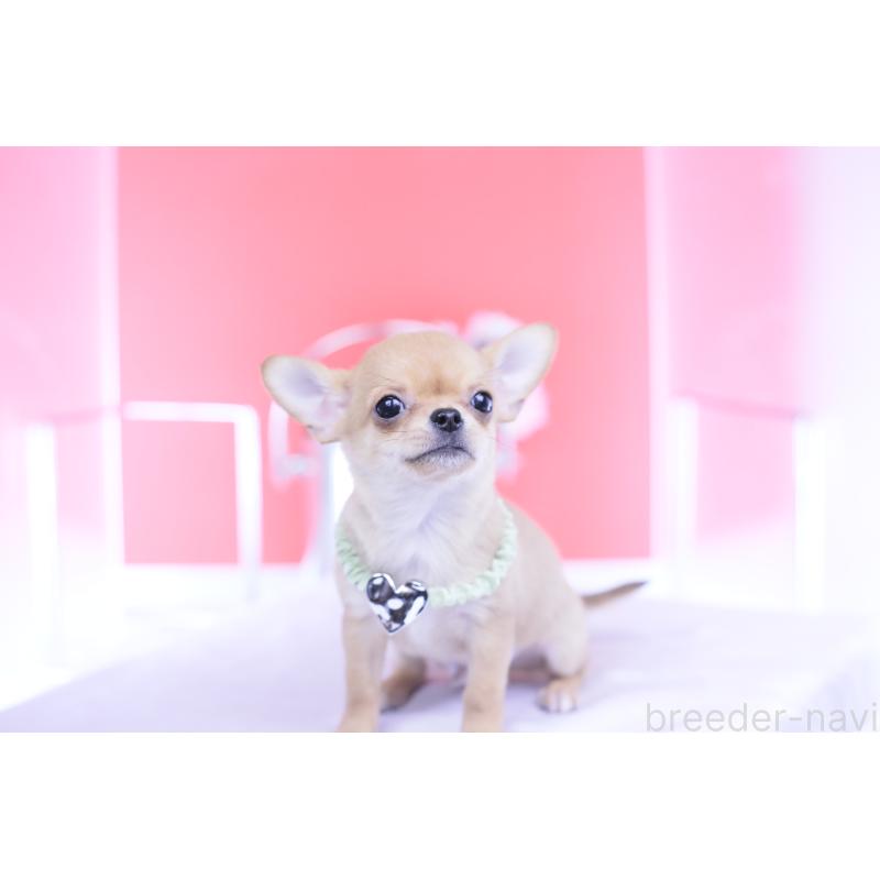 販売中の愛知県のチワワ(スムースコート)-432002の14枚目