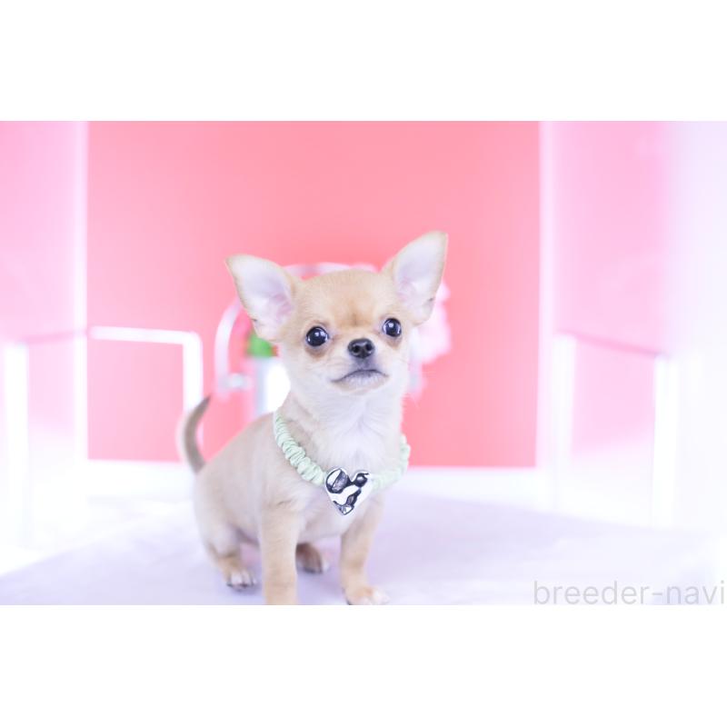 販売中の愛知県のチワワ(スムースコート)-432002の13枚目