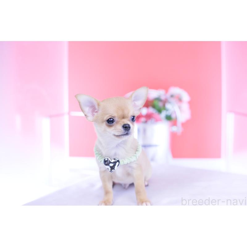 販売中の愛知県のチワワ(スムースコート)-432002の11枚目