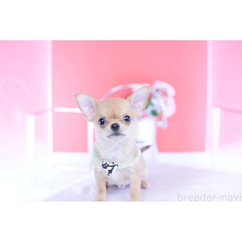 販売中の愛知県のチワワ(スムースコート)-432002の10枚目