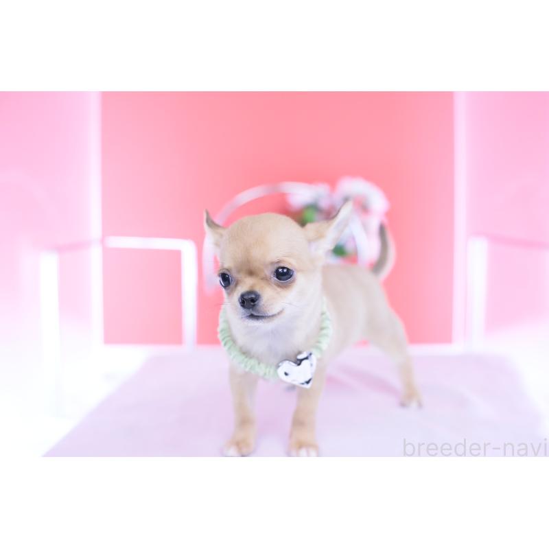 販売中の愛知県のチワワ(スムースコート)-432002の8枚目
