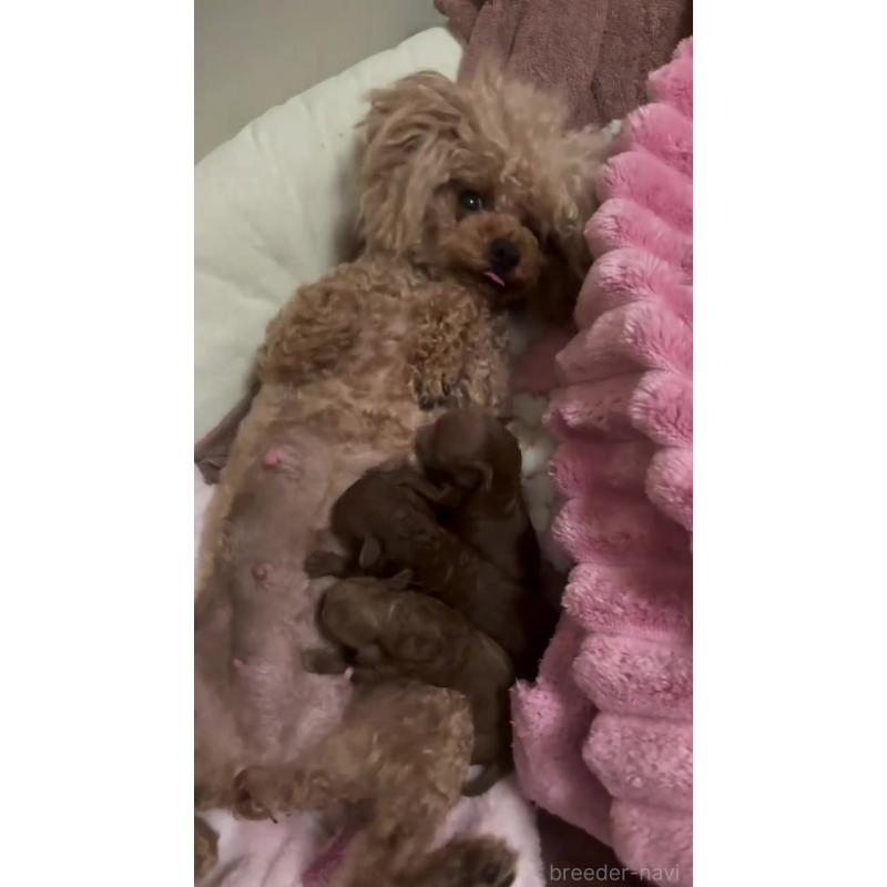 販売中の千葉県のトイプードル-437819の4枚目