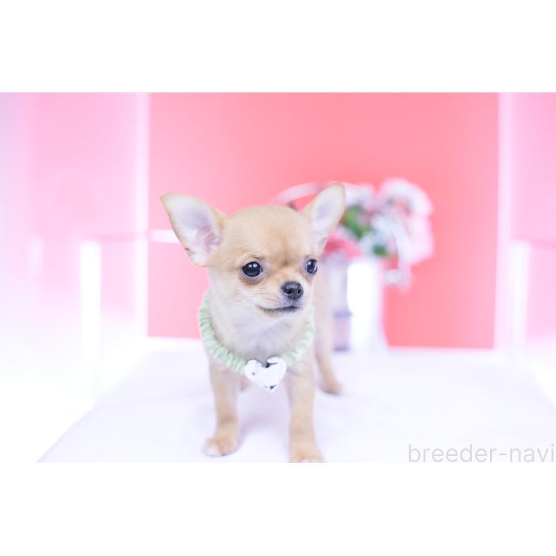 販売中の愛知県のチワワ(スムースコート)-432002の6枚目