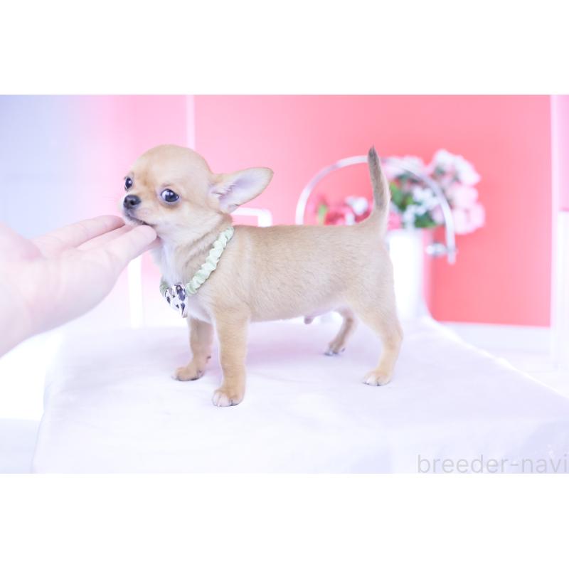 販売中の愛知県のチワワ(スムースコート)-432002の5枚目