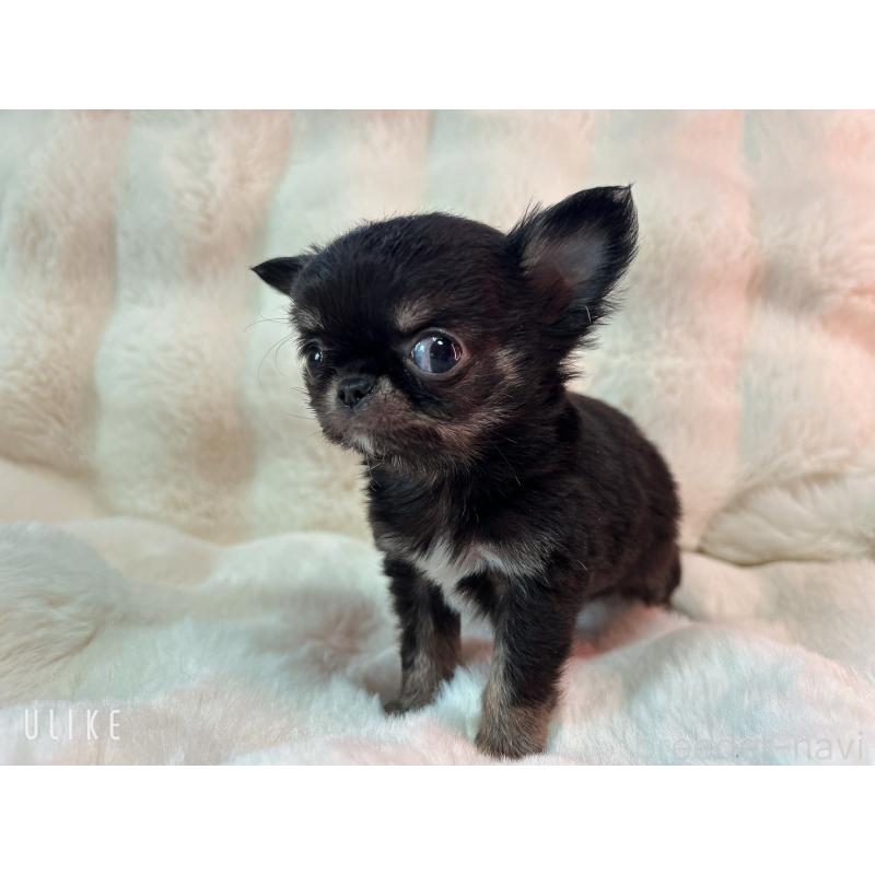 販売中の和歌山県のチワワ(ロングコート)-437817の5枚目