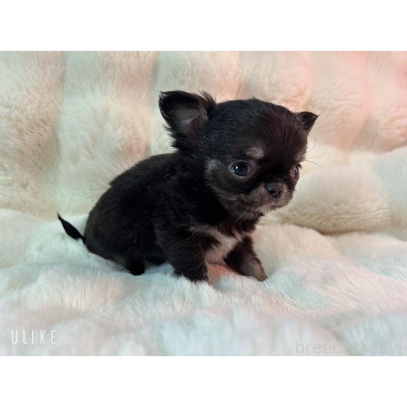 販売中の和歌山県のチワワ(ロングコート)-437817の4枚目