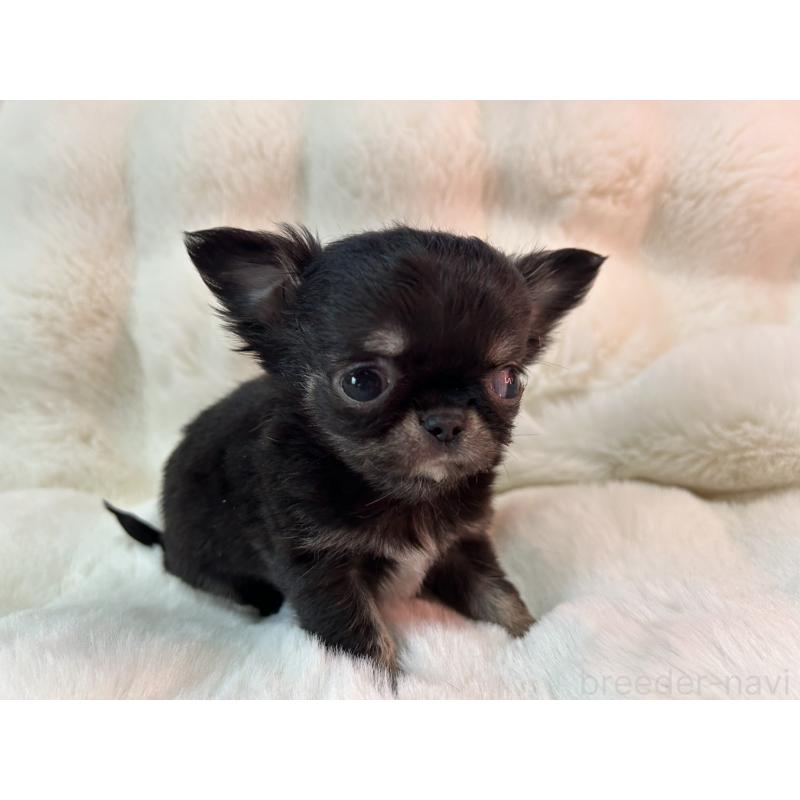 販売中の和歌山県のチワワ(ロングコート)-437817の3枚目