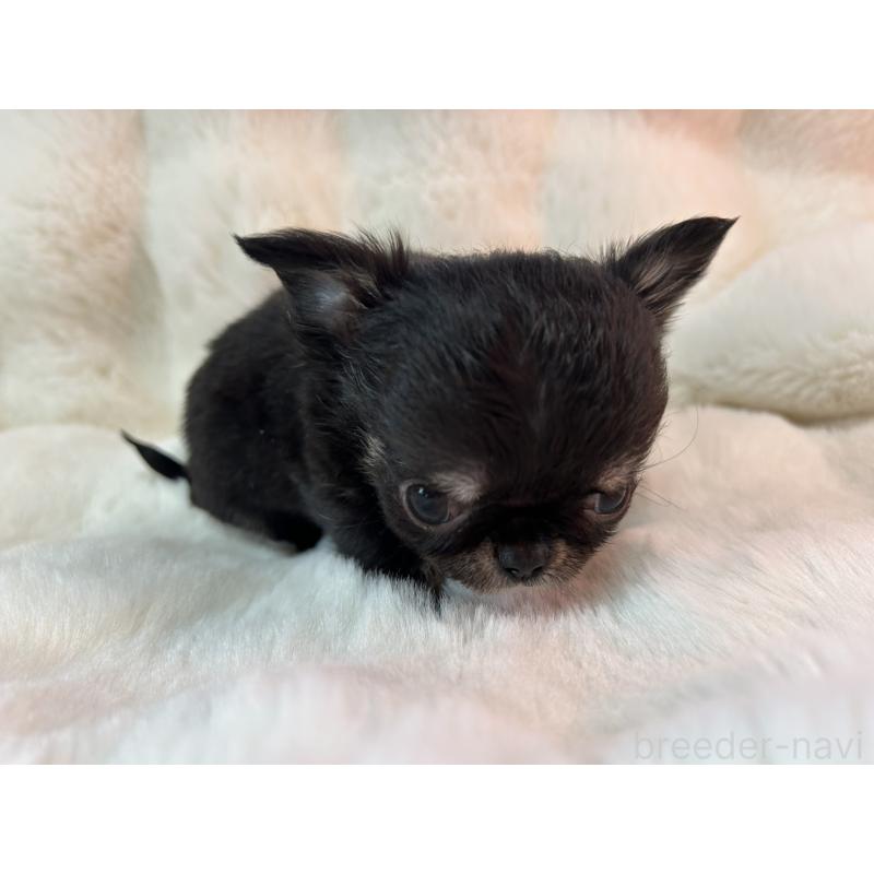 販売中の和歌山県のチワワ(ロングコート)-437817の2枚目