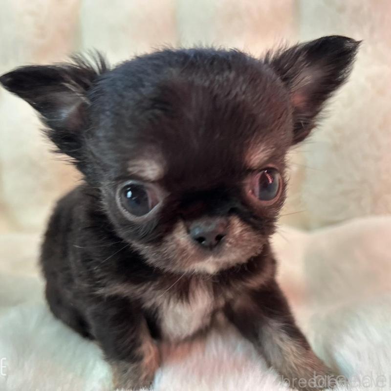 販売中の和歌山県のチワワ(ロングコート)-437817の1枚目