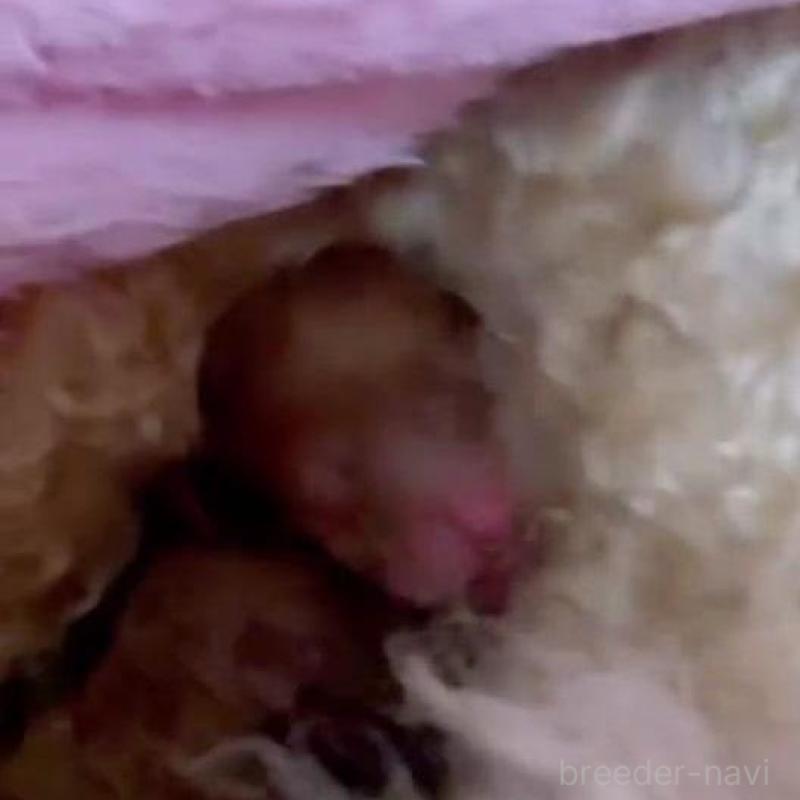 販売中の千葉県のトイプードル-437819の2枚目