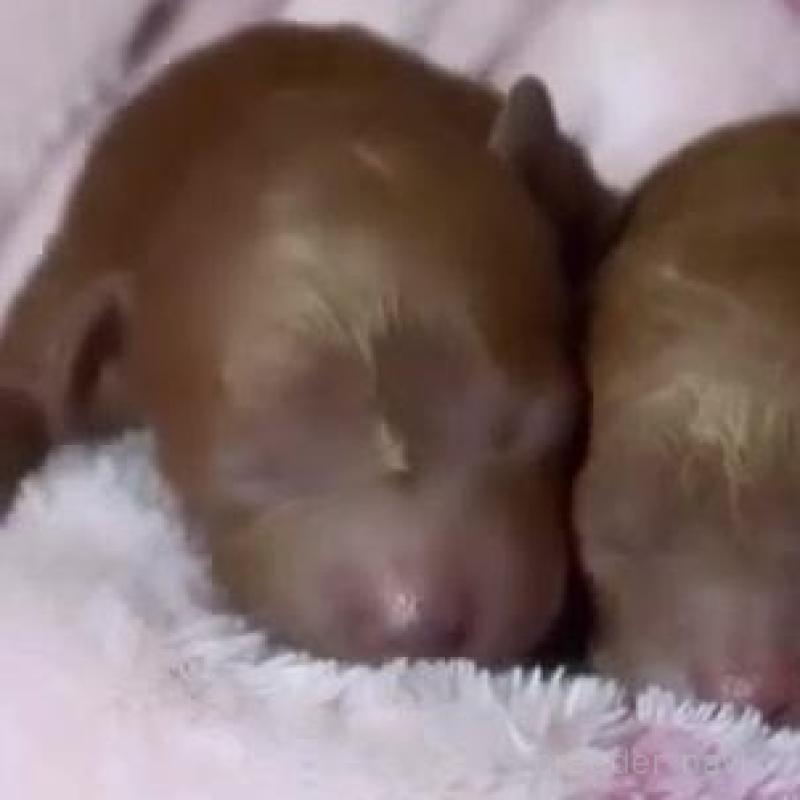 販売中の千葉県のトイプードル-437819の1枚目