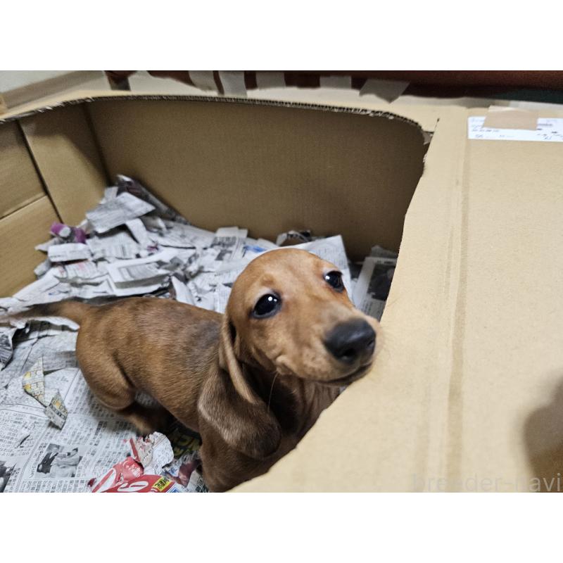 販売中の愛知県のミニチュアダックスフンド(スムースヘアード)-428107の10枚目