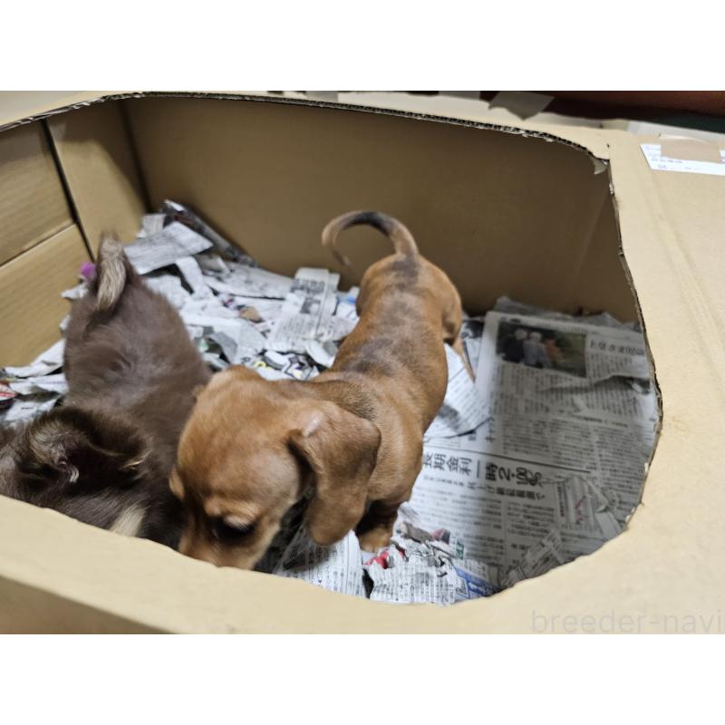 販売中の愛知県のミニチュアダックスフンド(スムースヘアード)-428107の9枚目