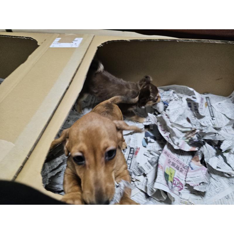 販売中の愛知県のミニチュアダックスフンド(スムースヘアード)-428107の6枚目