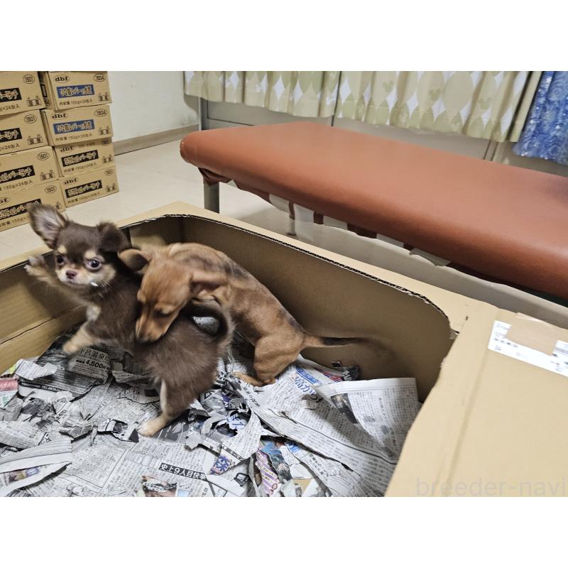 販売中の愛知県のミニチュアダックスフンド(スムースヘアード)-428107の5枚目