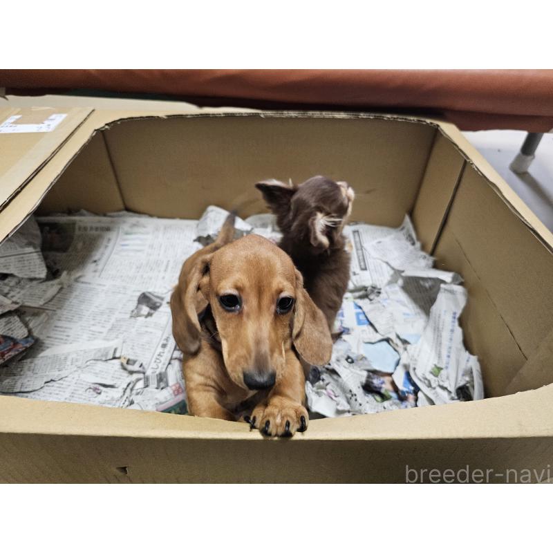 販売中の愛知県のミニチュアダックスフンド(スムースヘアード)-428107の4枚目