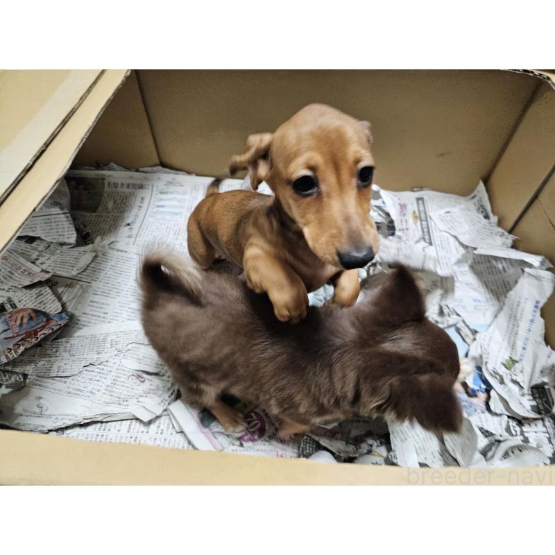 販売中の愛知県のミニチュアダックスフンド(スムースヘアード)-428107の2枚目