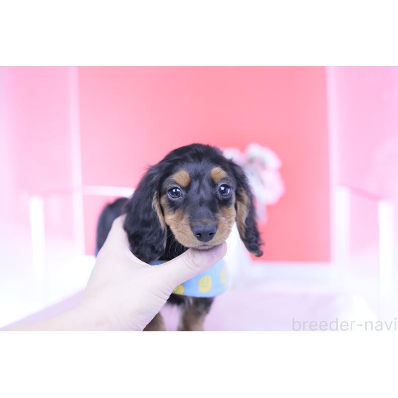 販売中の愛知県のミニチュアダックスフンド(ロングヘアード)-430869の15枚目