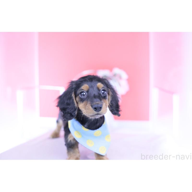 販売中の愛知県のミニチュアダックスフンド(ロングヘアード)-430869の14枚目