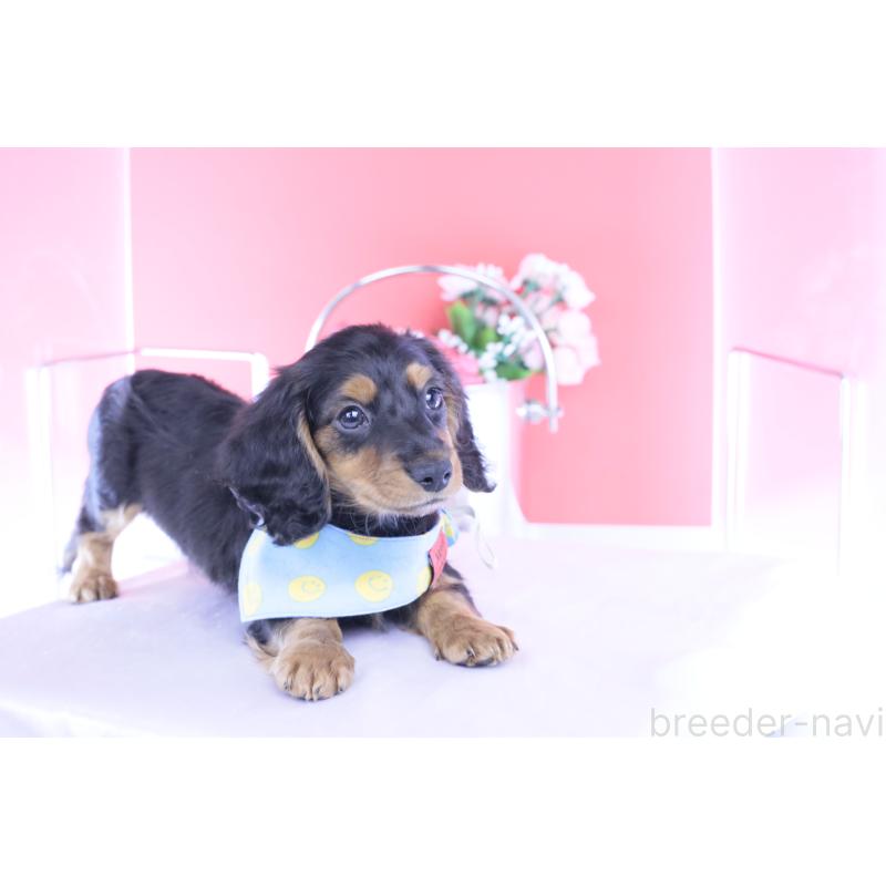 販売中の愛知県のミニチュアダックスフンド(ロングヘアード)-430869の10枚目