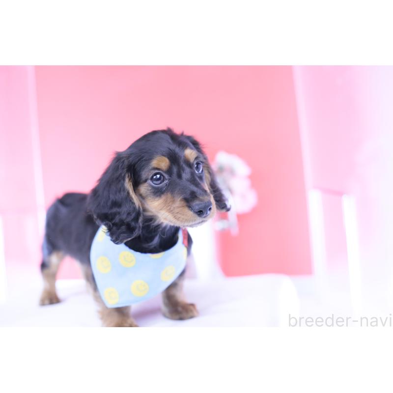 販売中の愛知県のミニチュアダックスフンド(ロングヘアード)-430869の2枚目