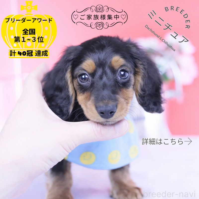 販売中の愛知県のミニチュアダックスフンド(ロングヘアード)-430869