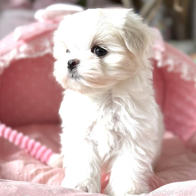 販売中の大阪府のマルチーズ-437824の9枚目