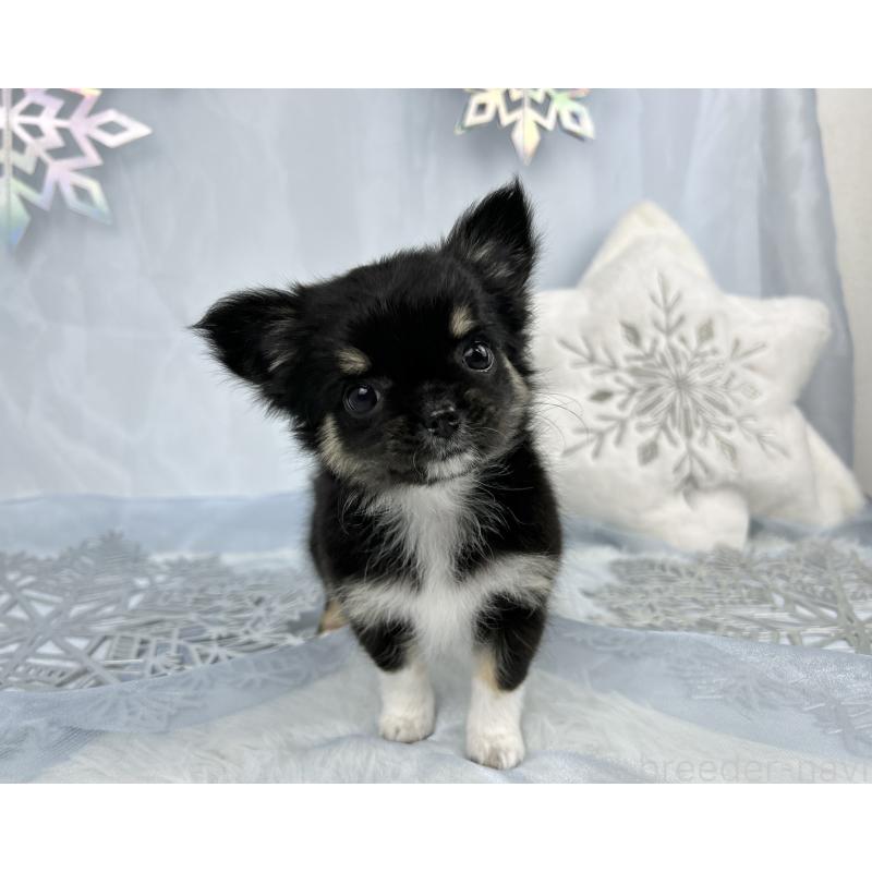 成約済の千葉県のチワワ(ロングコート)-430928の5枚目