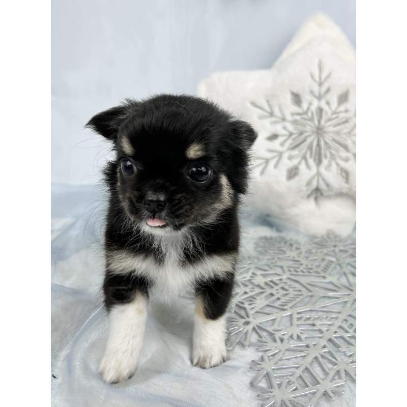 成約済の千葉県のチワワ(ロングコート)-430928の4枚目