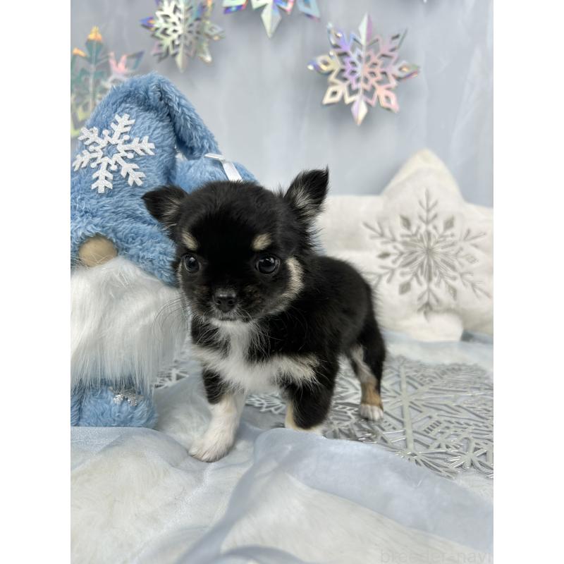 成約済の千葉県のチワワ(ロングコート)-430928の3枚目