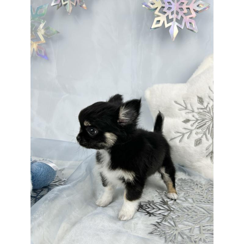 成約済の千葉県のチワワ(ロングコート)-430928の2枚目