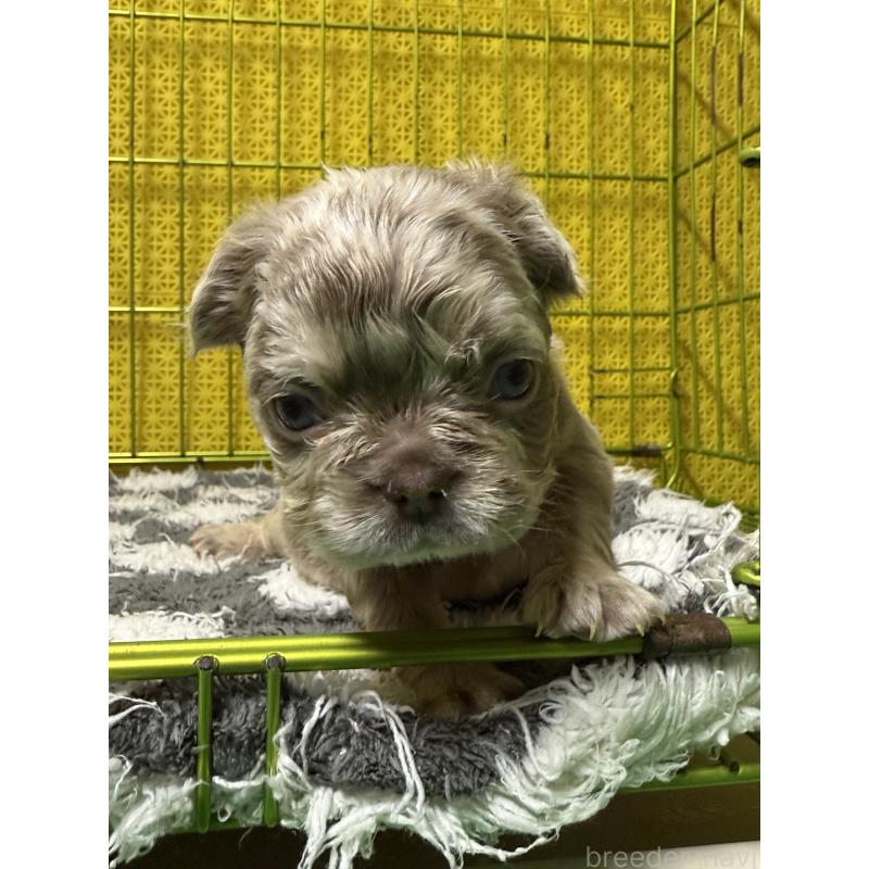 販売中の茨城県のフレンチブルドッグ-438085の5枚目