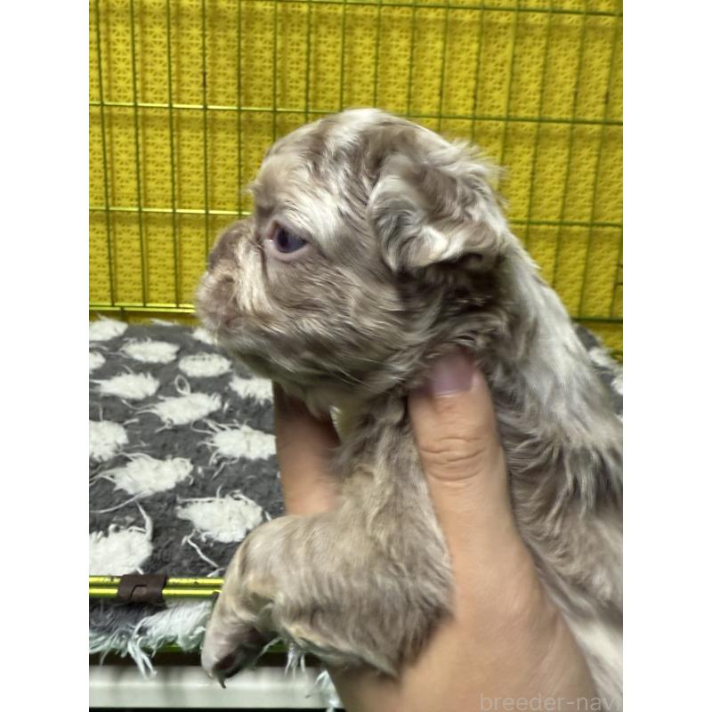 販売中の茨城県のフレンチブルドッグ-438085の4枚目