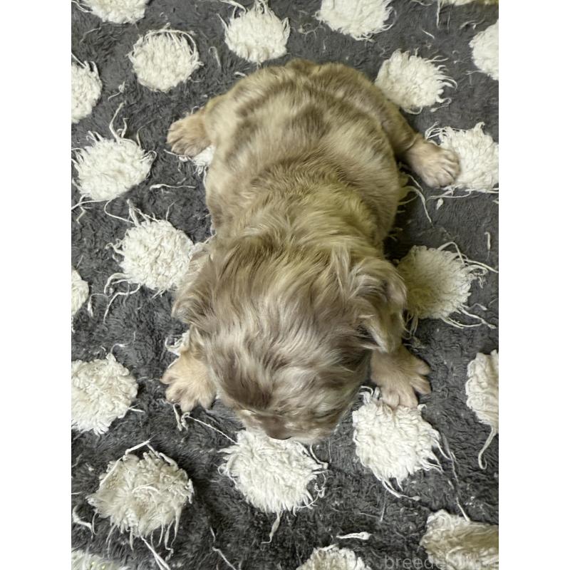 販売中の茨城県のフレンチブルドッグ-438085の3枚目