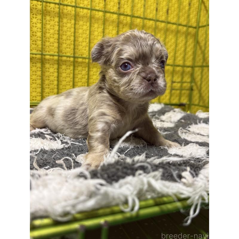 販売中の茨城県のフレンチブルドッグ-438085の2枚目