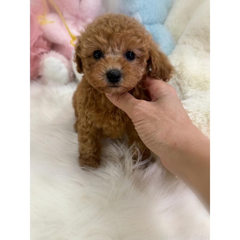 販売中の香川県のトイプードル-433636の2枚目