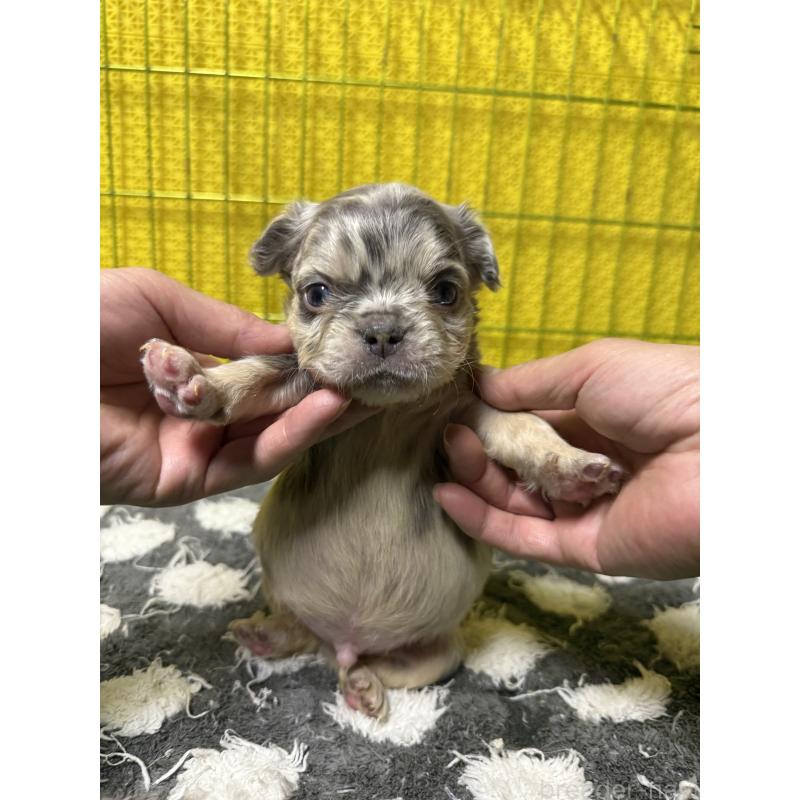 販売中の茨城県のフレンチブルドッグ-438086の5枚目