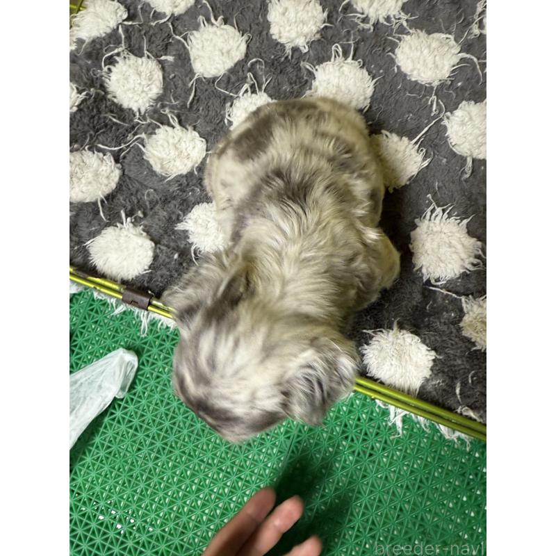 販売中の茨城県のフレンチブルドッグ-438086の4枚目