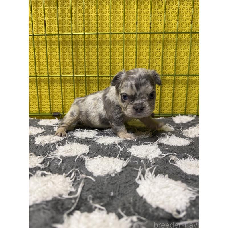 販売中の茨城県のフレンチブルドッグ-438086の3枚目