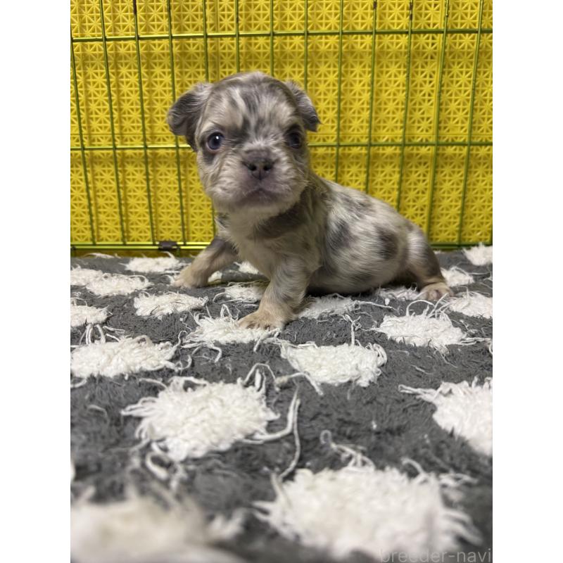 販売中の茨城県のフレンチブルドッグ-438086の2枚目