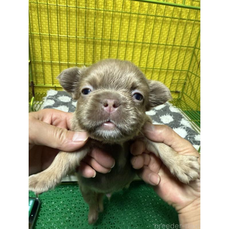 販売中の茨城県のフレンチブルドッグ-438087の5枚目