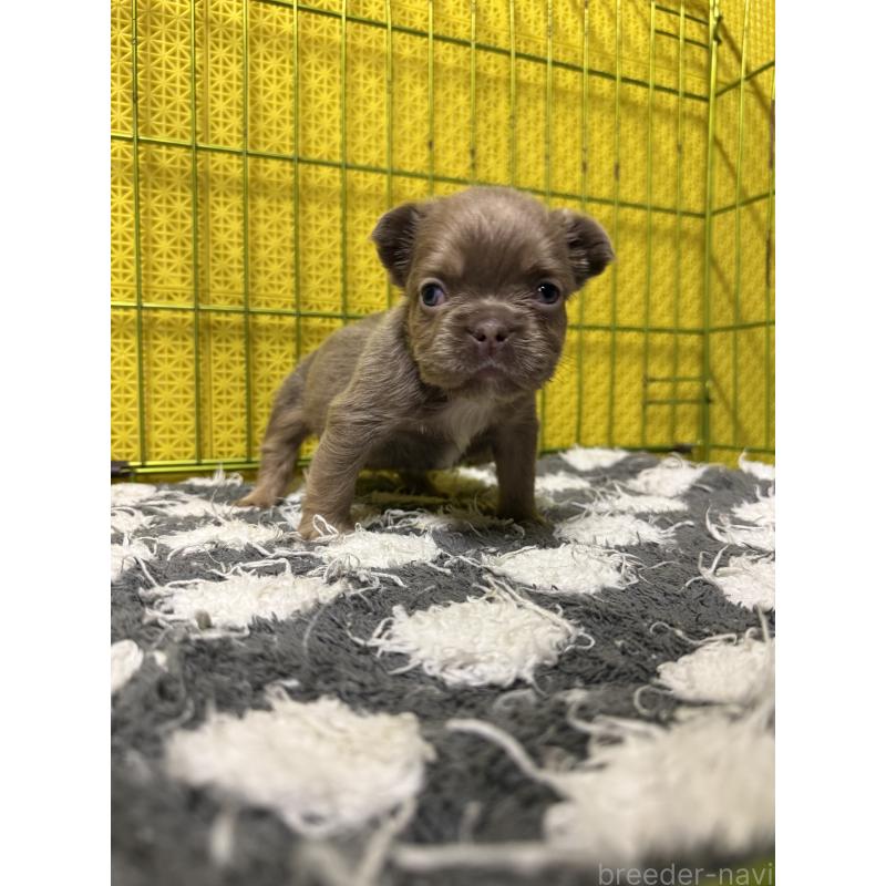 販売中の茨城県のフレンチブルドッグ-438087の4枚目