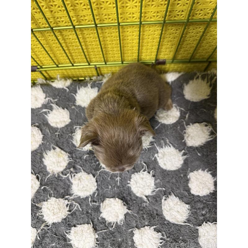 販売中の茨城県のフレンチブルドッグ-438087の3枚目