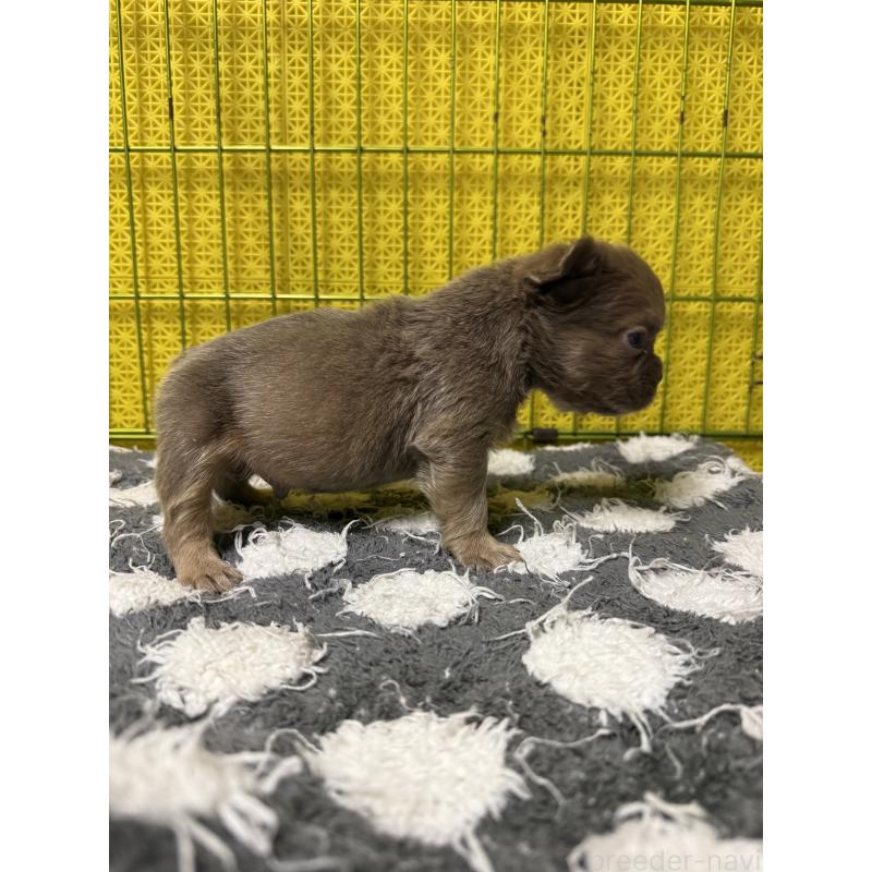 販売中の茨城県のフレンチブルドッグ-438087の2枚目