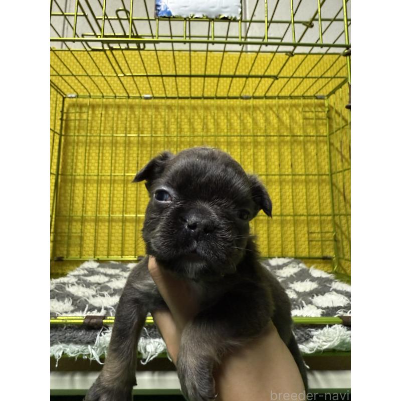 販売中の茨城県のフレンチブルドッグ-438088の5枚目