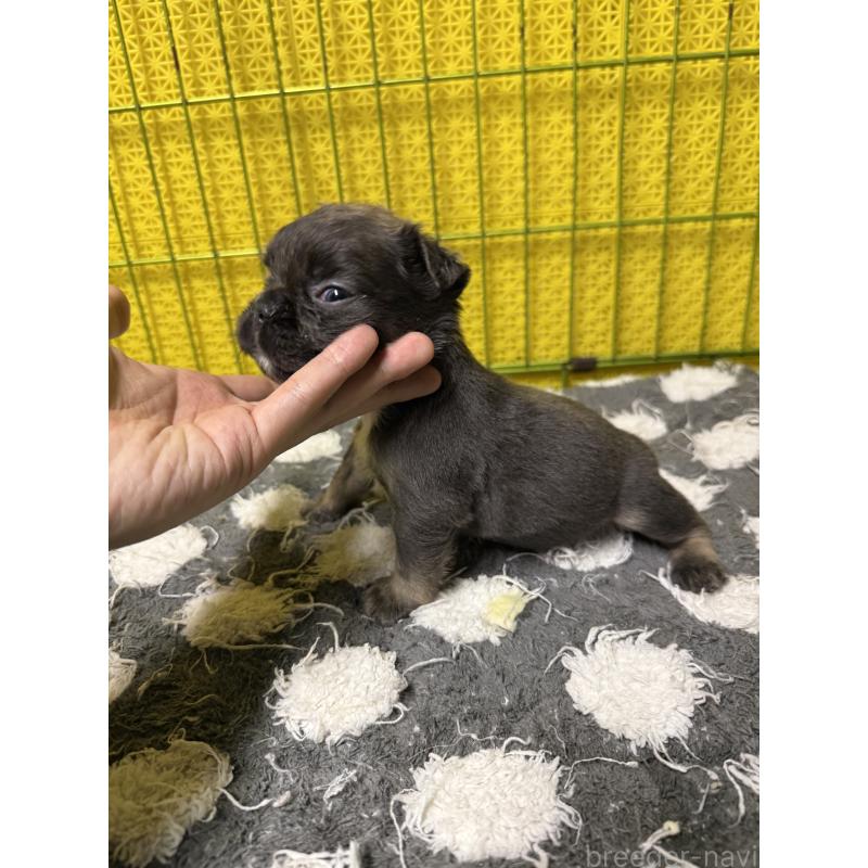 販売中の茨城県のフレンチブルドッグ-438088の4枚目