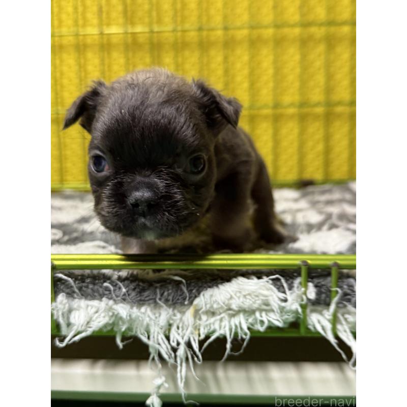 販売中の茨城県のフレンチブルドッグ-438088の3枚目