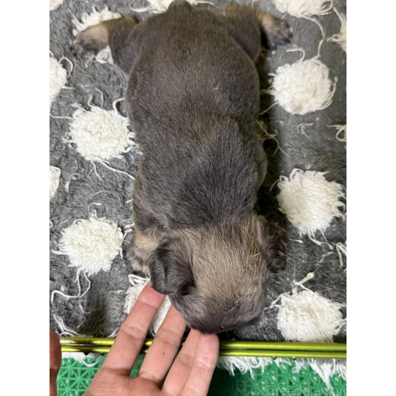 販売中の茨城県のフレンチブルドッグ-438088の2枚目